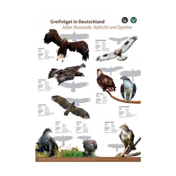 Poster: 3er Set Greifvögel  (Adler, Bussarde, Habicht, Sperber; 2: Eulen; 3: Weihen, Falken, Milane)