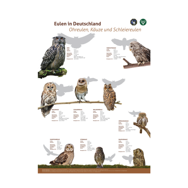 Poster: 3er Set Greifvögel  (Adler, Bussarde, Habicht, Sperber; 2: Eulen; 3: Weihen, Falken, Milane)